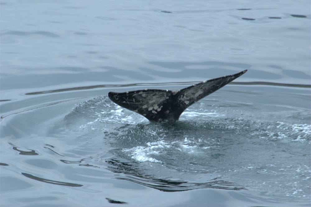 Осенью в&nbsp;акваторию заповедника приплывают киты