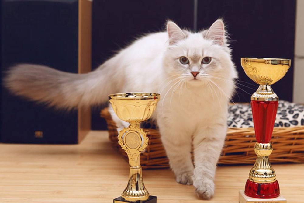 Моя кошка с первыми наградами: в составе помета в ноябре 2012&nbsp;года и как лучший сибирский котенок в январе 2013&nbsp;года