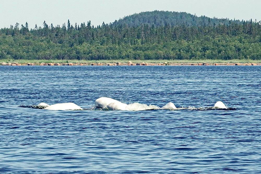 Белухи белого моря