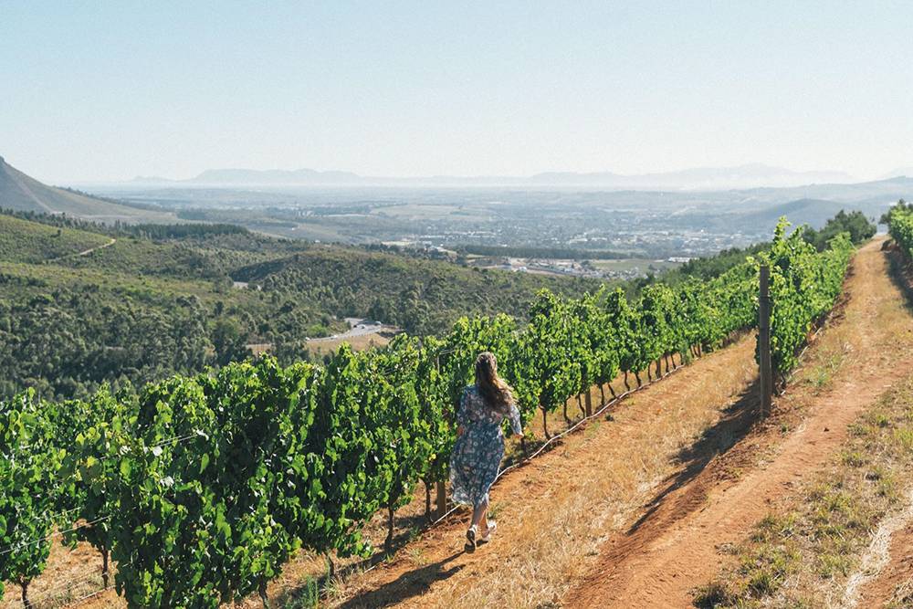 Побегать среди виноградников — еще одна мечта, которая исполнилась в Южной Африке