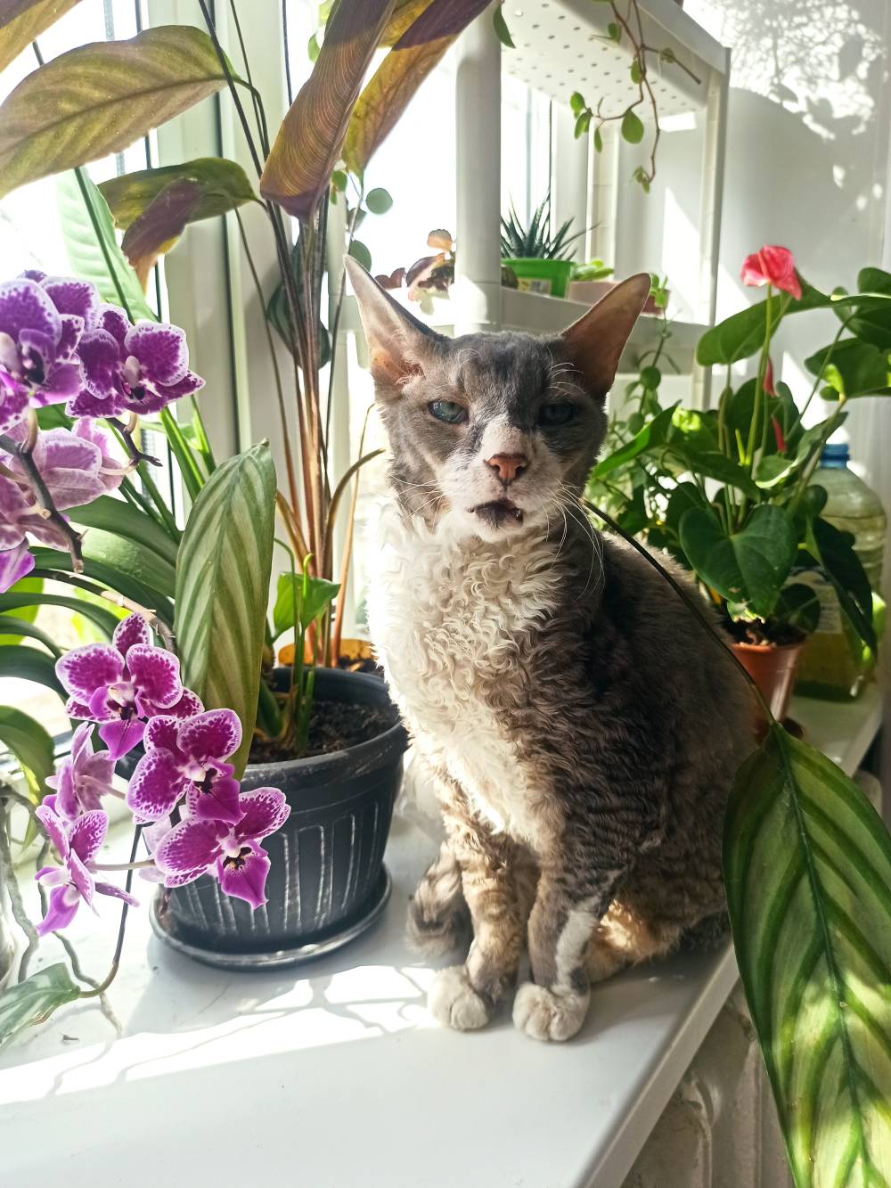 Сколько лет котятам, когда кошки