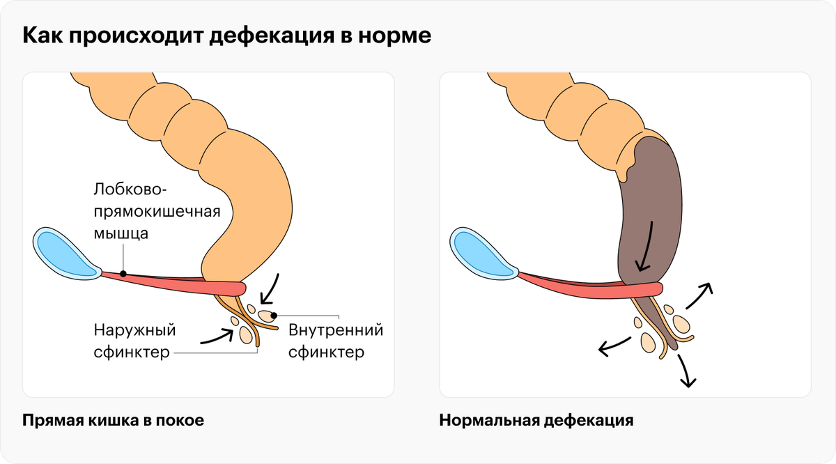 Акт дефекации схема