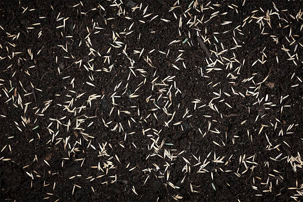 Я разбрасывал семена на глаз — примерно так. Источник: Elena Elisseeva / Shutterstock