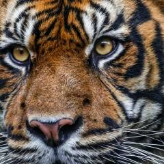 Виктор Сысков