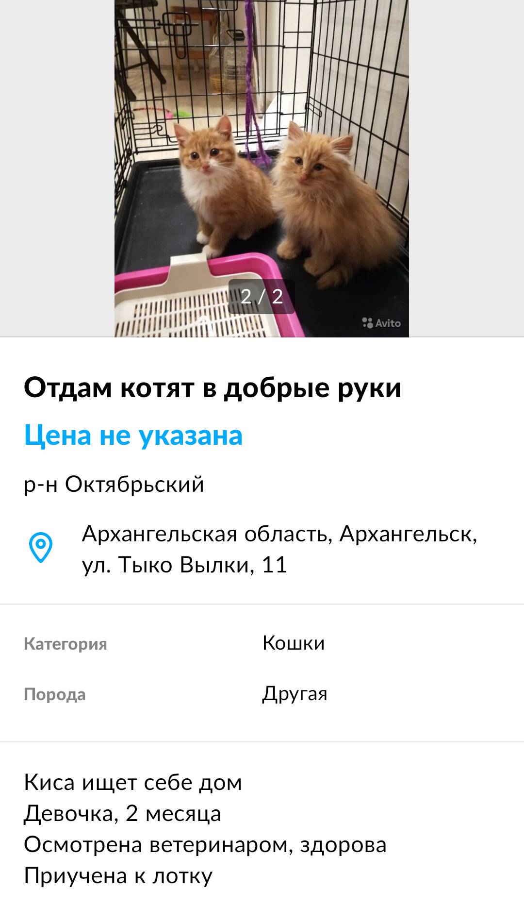Так выглядят мои посты о поиске новых хозяев для котят