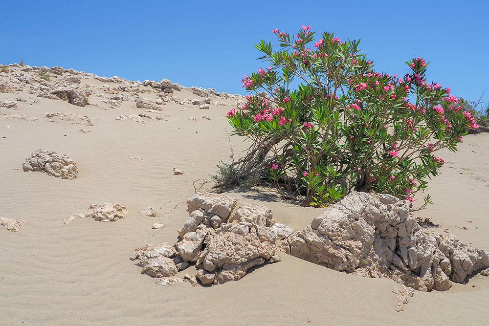 Среди дюн мы увидели много кустов олеандра