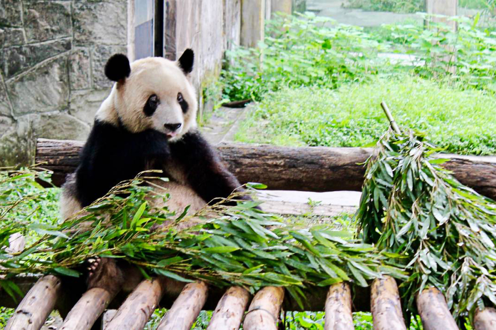 Зоопарк Чунцина — одна из первых достопримечательностей, которую я посетила в городе. Панды — символ Китая, китайцы очень их любят и почитают