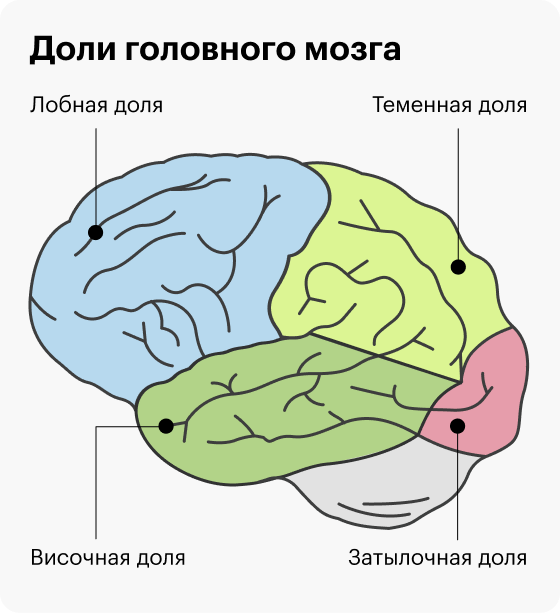 В лобной и височной областях мозга находятся зоны, отвечающие за волю и мотивацию. При их повреждении сложно рассчитывать на целеустремленность человека