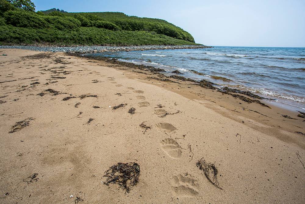 На берегу Японского моря можно увидеть следы разных диких животных. Источник: Евгений Табалыкин
