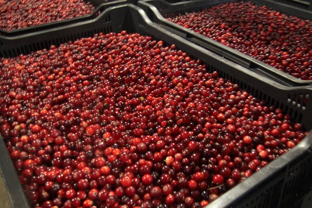 Ягоды надо перевозить в специальных ящиках, иначе они мнутся и высыпаются в прорези