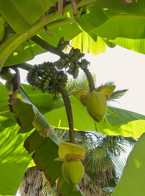 Бананы в Абхазии растут, но не созревают