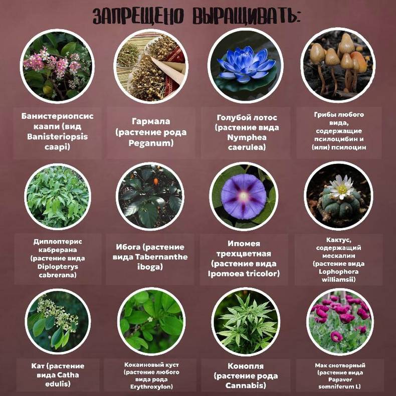 Галлюциногенные грибы — Википедия