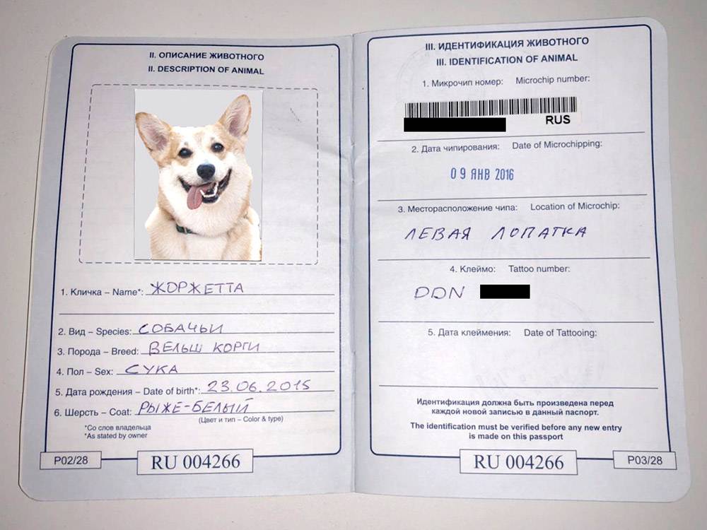 Ветеринарный паспорт Бусинки (Жоржетты по родословной). Справа вклеен номер микрочипа и стоит отметка с номером клейма