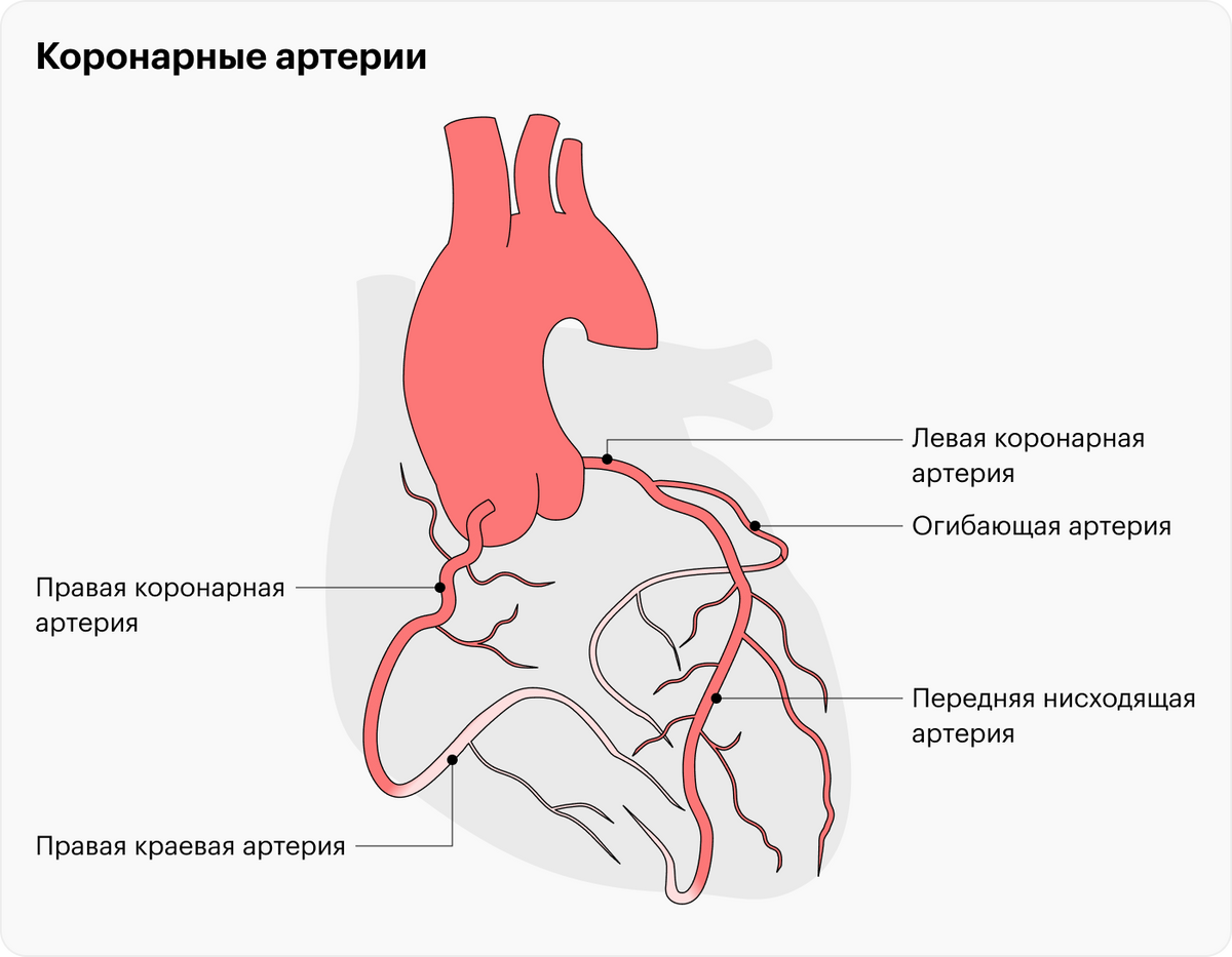 Коронарные артерии снабжают кровью само сердце. Если одна из них будет перекрыта, участок миокарда — сердечной мышцы — может отмереть