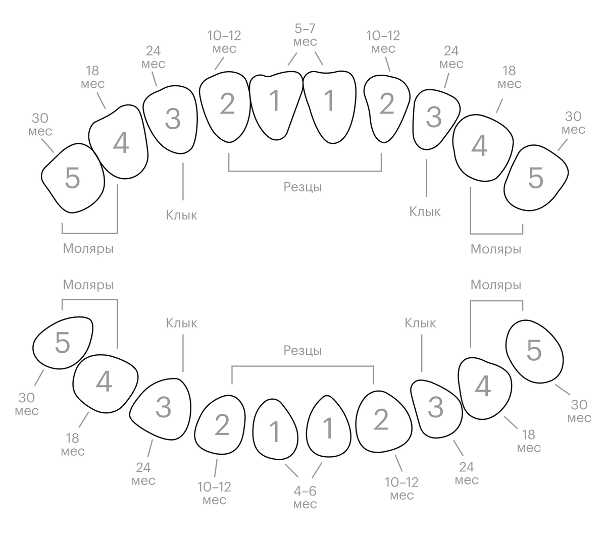 Название зубов у ребенка схема молочных зубов