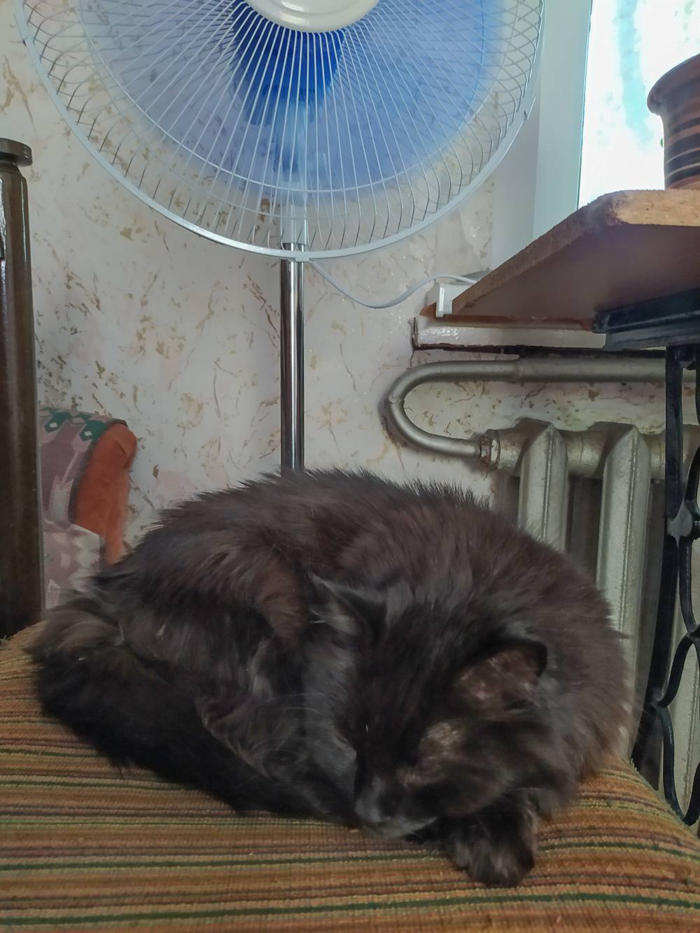 Жара. Кошка спит под&nbsp;вентилятором