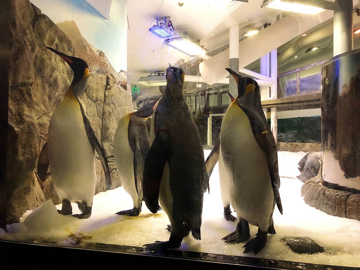 Любопытные пингвины в океанариуме