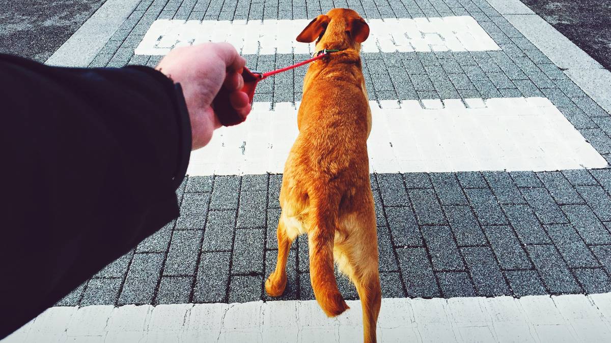 Как правильно гулять с собакой