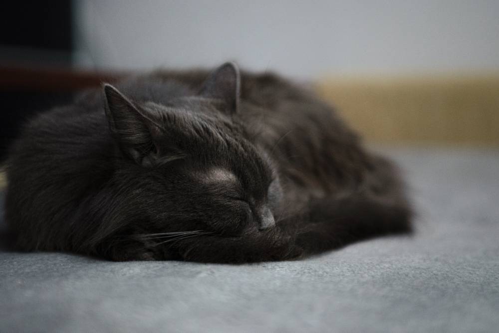 Кошка успела два месяца пожить в одиночестве в квартире подруги, пока не попала к нам