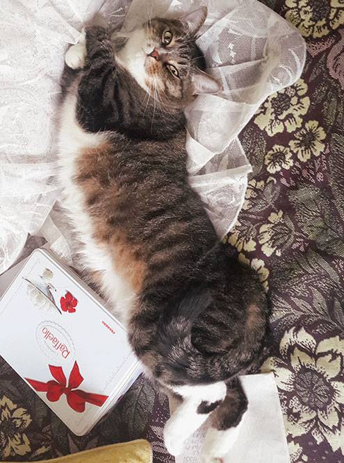 Я кошатница до мозга костей. Когда жила с родителями, у нас всегда было по две кошки минимум. Оставлю здесь место для&nbsp;нестареющей шутки про&nbsp;одинокую кошатницу