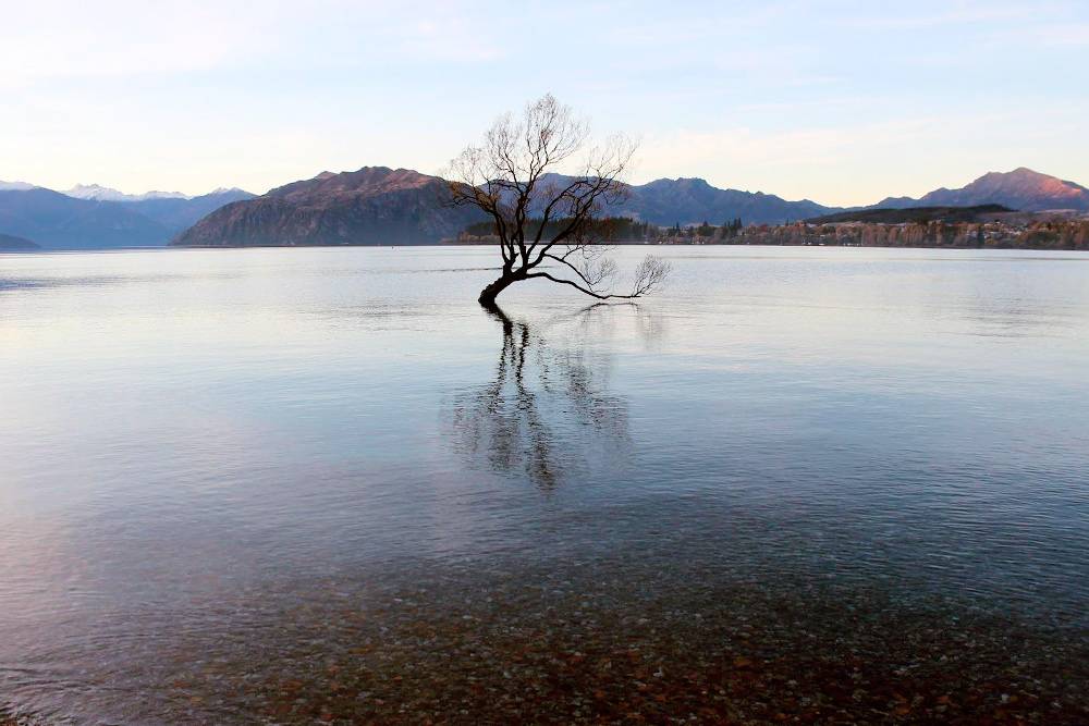 Дерево посреди озера Ванака. Мне кажется, это одно из самых фотографируемых деревьев в Новой Зеландии