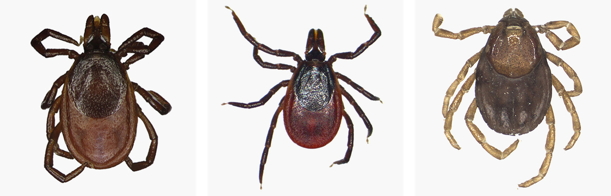 Слева: таежный клещ Ixodes persulcatus. Посередине: лесной клещ Ixodes ricinus. Справа: собачий клещ Rhipicephalus sanguineus, который не переносит энцефалит и боррелиоз. Клещи размером всего 3—5 мм и очень похожи, так что отличать их друг от друга по внешнему виду умеют только специалисты-энтомологи. Источник:&nbsp;bristoluniversitytickid.uk