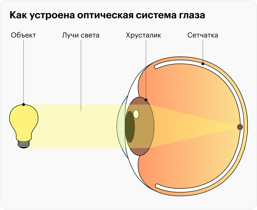 Вот так глаз считывает световую информацию, чтобы направить ее в головной мозг в виде нервных импульсов
