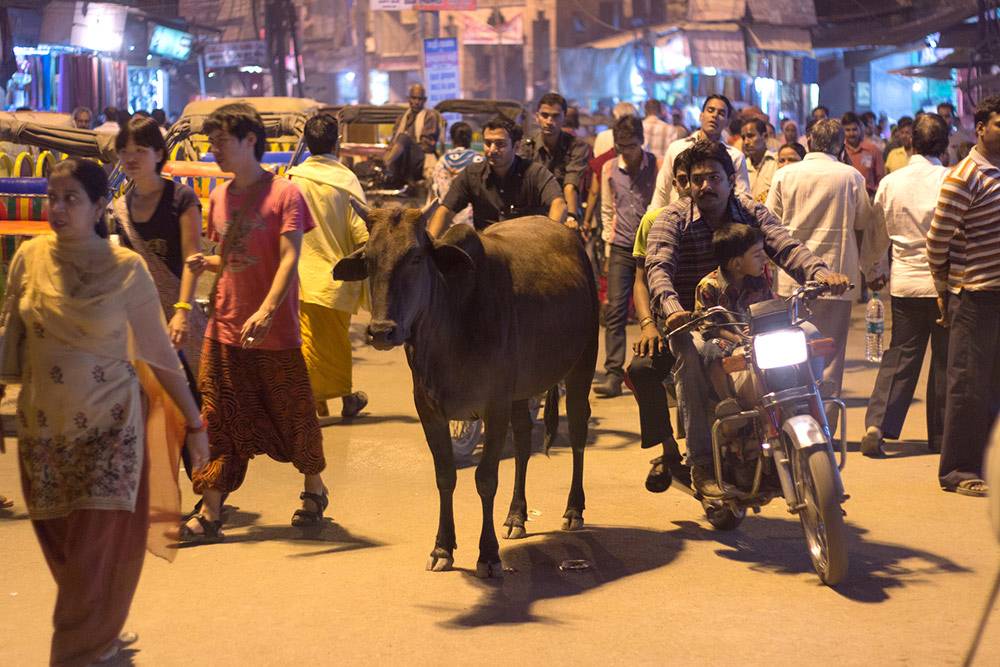 Корова — одно из священных животных Индии. Их нельзя убивать, а на улице им уступают дорогу. Если коровы лежат на перекрестках, их объезжают. Обезьяны, слоны и тигры тоже священны. Фото: Matt Zimmerman/Flickr