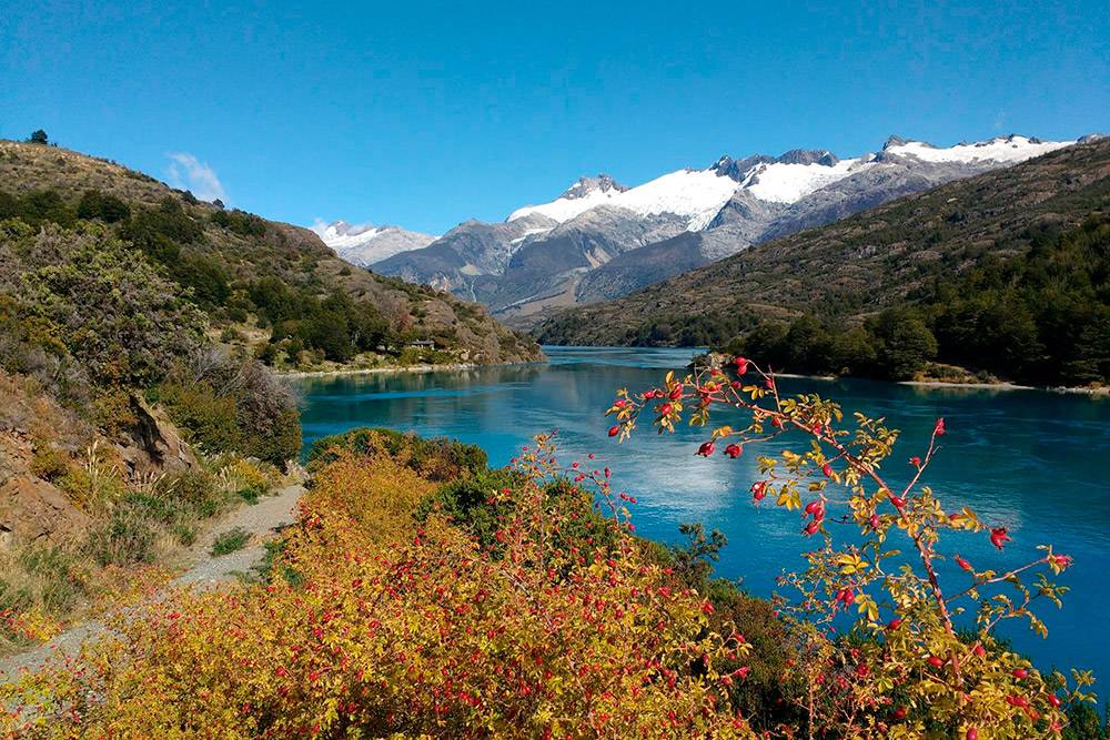 Типичный пейзаж чилийской Патагонии. Здесь растет много турецкого шиповника