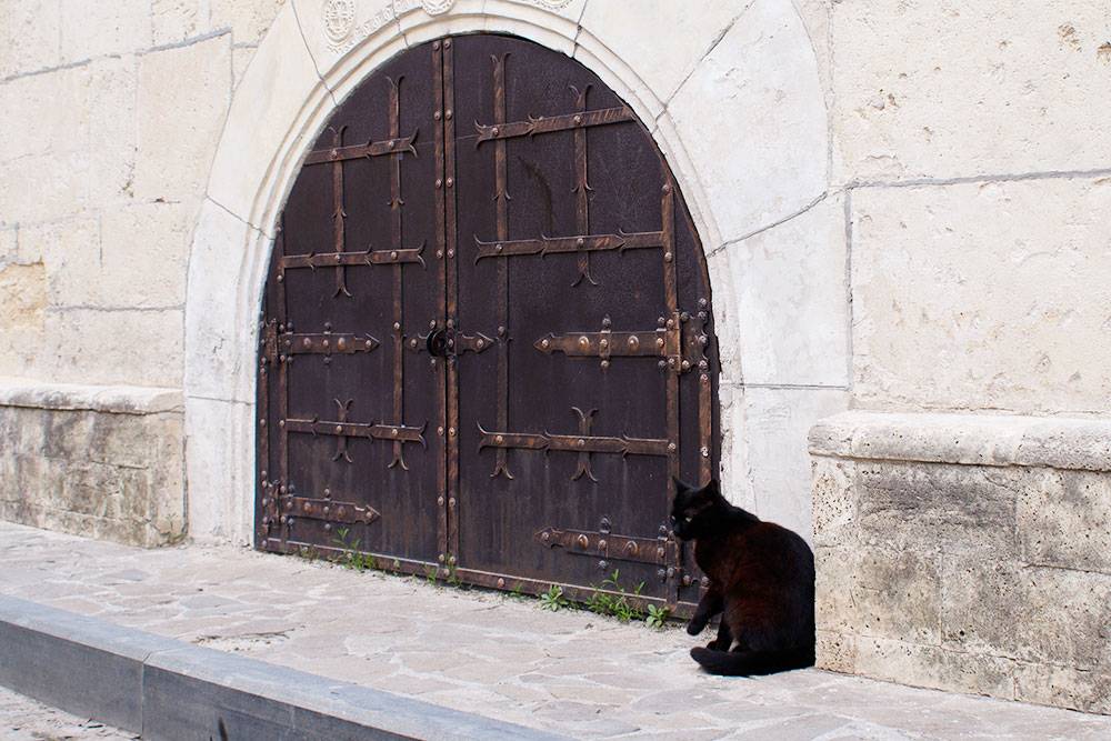 Котики — часть евпаторийского шарма. В Старом городе есть кафе «Йоськин кот» с «придворными» кошками