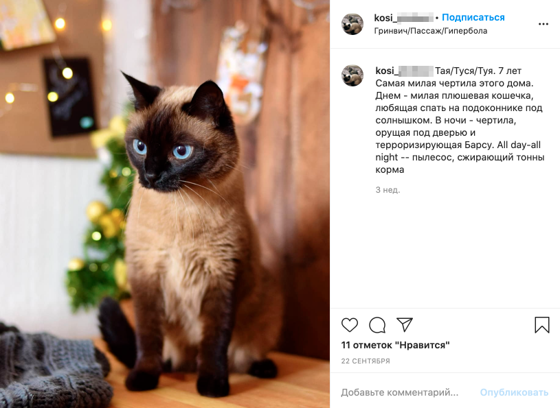 Мы очень любим наших кошек, хотя это не всегда взаимно :)