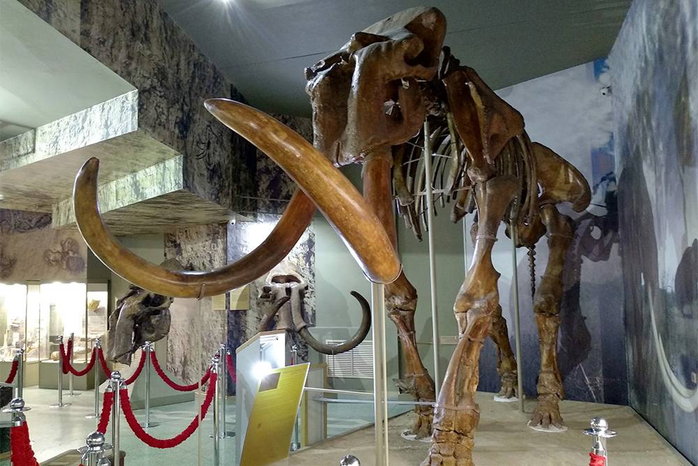 Трогонтериевый мамонт — вымершее млекопитающее из семейства бобровых. Возраст этого скелета — 600—700 тысяч лет