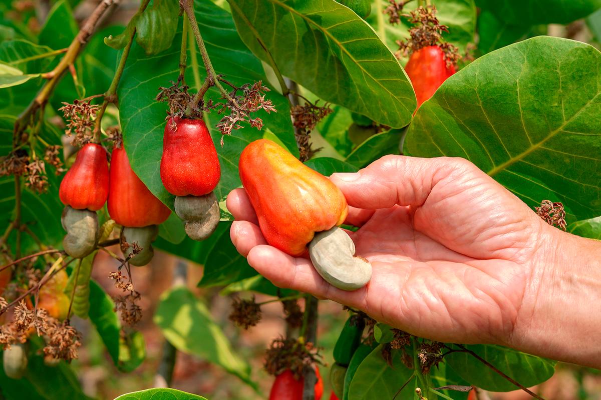 Так выглядит фрукт кешью. Источник: Verin / Shutterstock