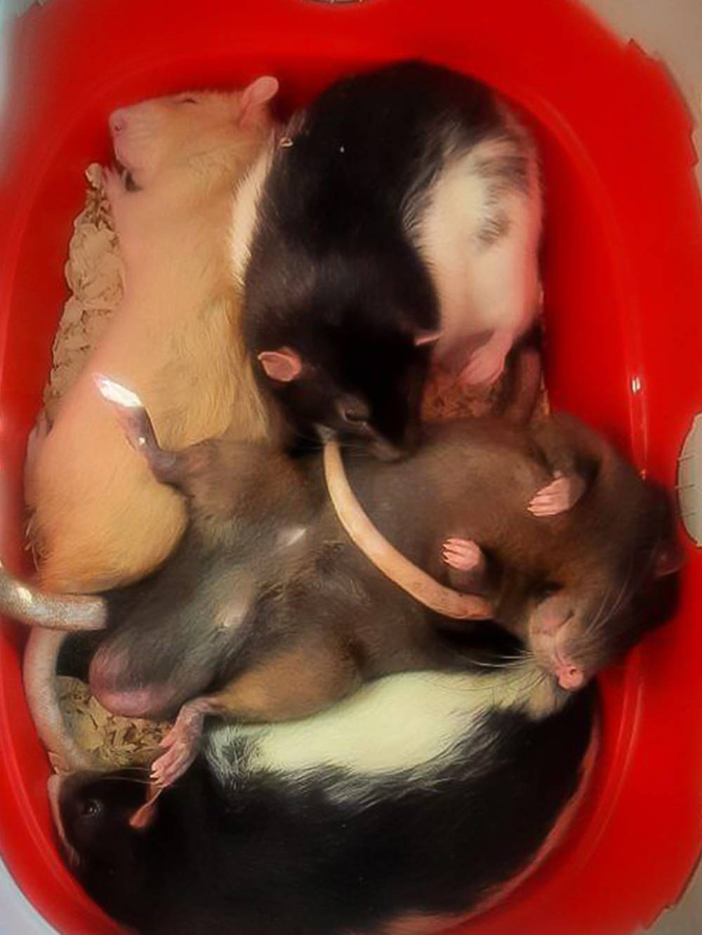 Моя дорожная переноска с крысами — они мирно спят