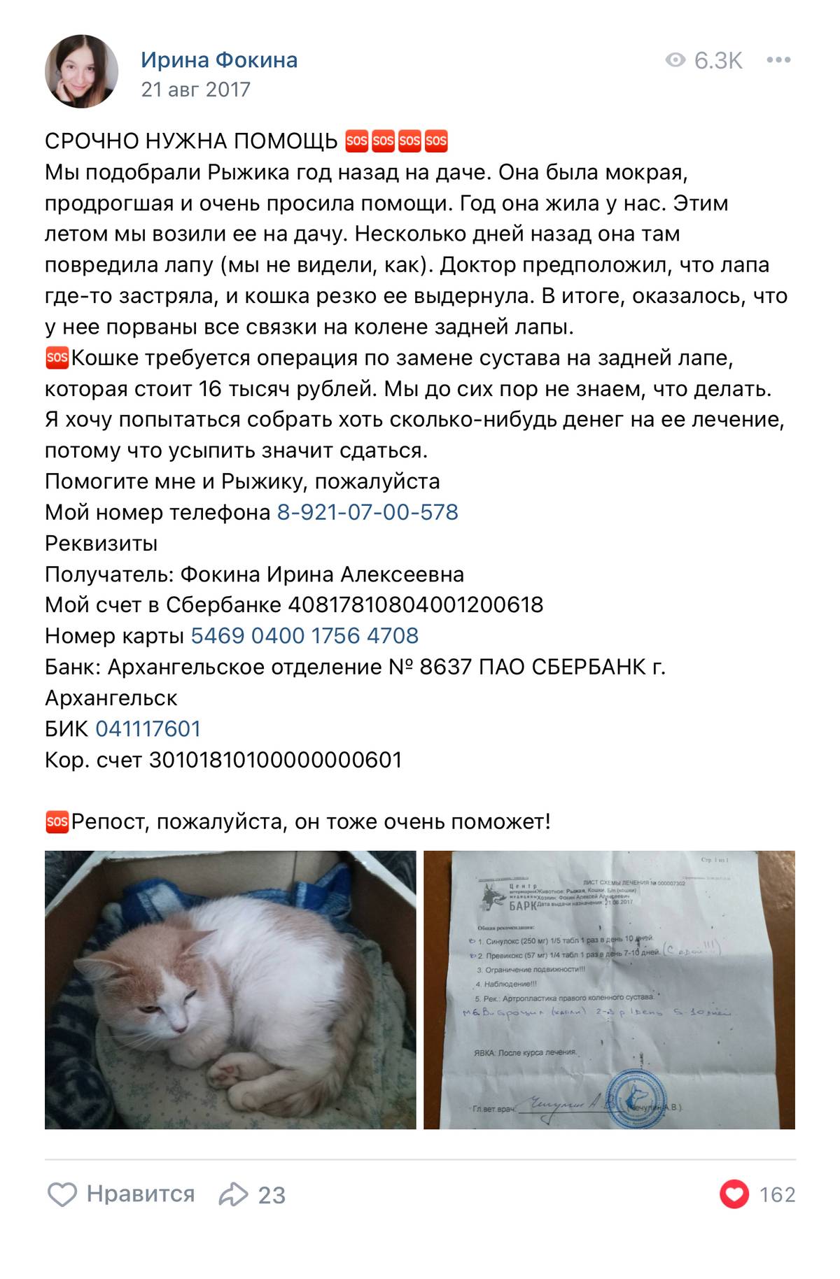 Рыжуля сломала лапу в августе 2017 года. Источник: vk.com