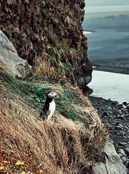 Тупик — символ Исландии. Основные места их гнездования: Dyrhólaey, Reynisfjara Beach, Heimaey и Latrabjarg