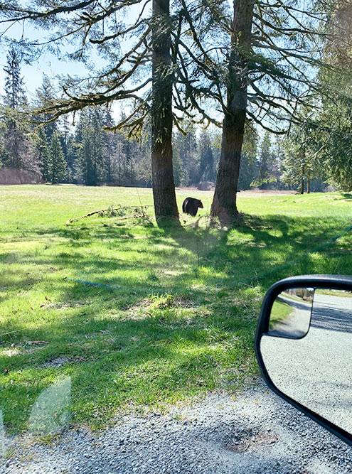 Когда проекты проходят рядом с лесом, есть риск встретить диких животных. Однажды Андрей две недели работал в парке «Голден-Ирс» в 40&nbsp;минутах от центра Ванкувера. Каждый день они с напарником видели медведя