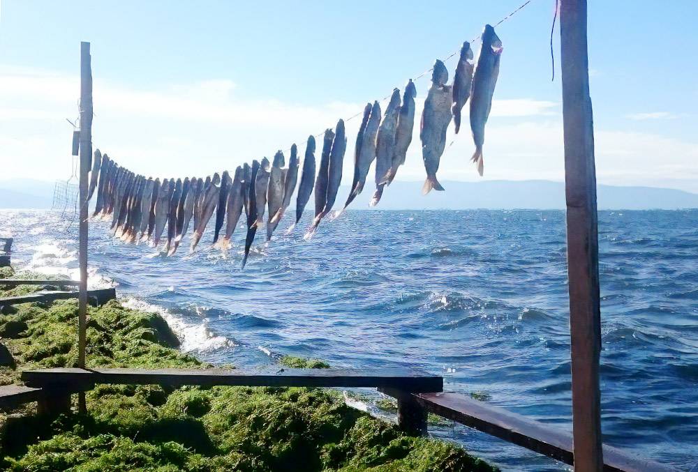 Улов рыбы на Чивыркуйском заливе. Фото: Наталья Чистова