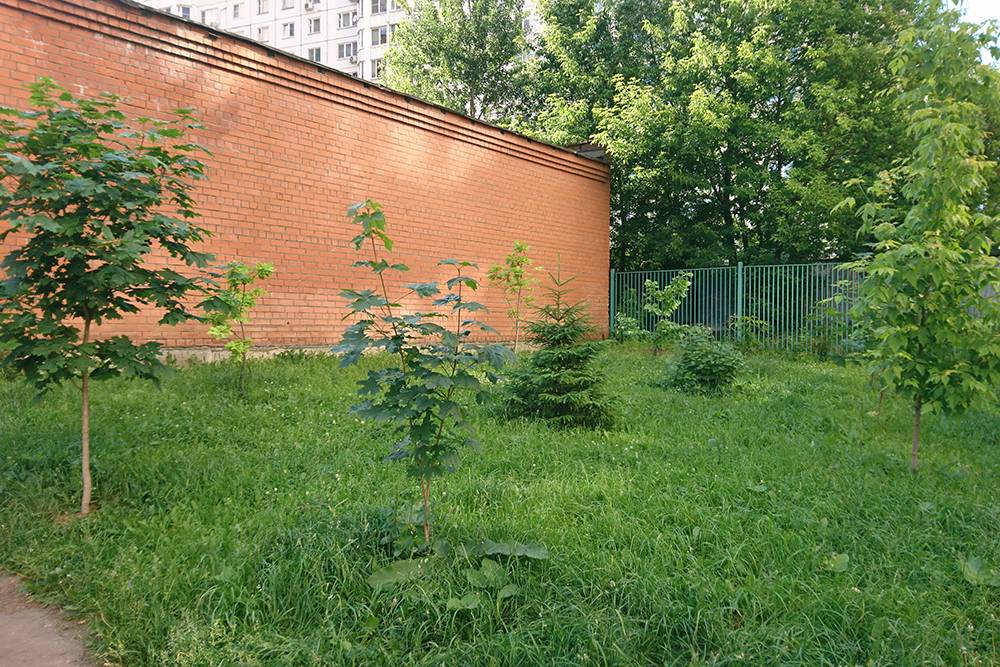 Это старая трансформаторная подстанция на территории нашего ЖК, питающая соседний район. Под деревьями кабеля нет. Вдоль кирпичной стены растут три дуба — расстояние меньше пяти метров, это не по правилам. С остальными деревьями все в порядке