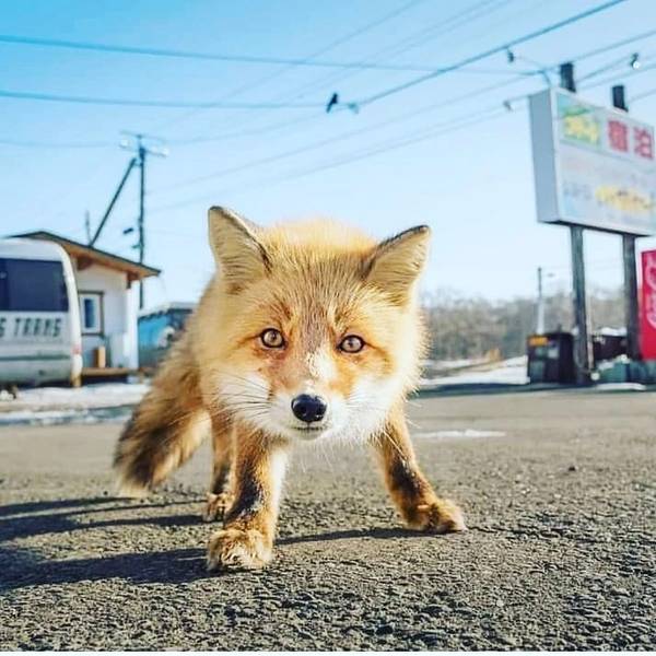 Анастасия Коченова