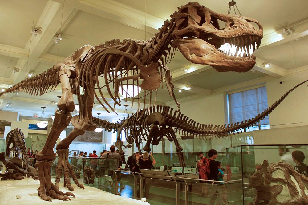 В музее естественной истории можно увидеть настоящий скелет тираннозавра. Из-за сложностей и дороговизны подготовки экспозиции в других музеях чаще выставляют слепки окаменелостей