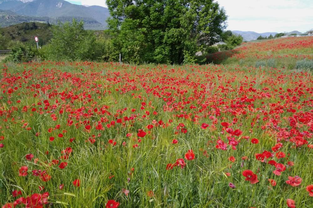 И Сердания в июне