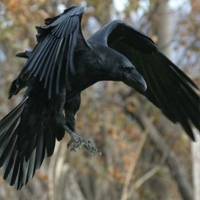 Black Raven