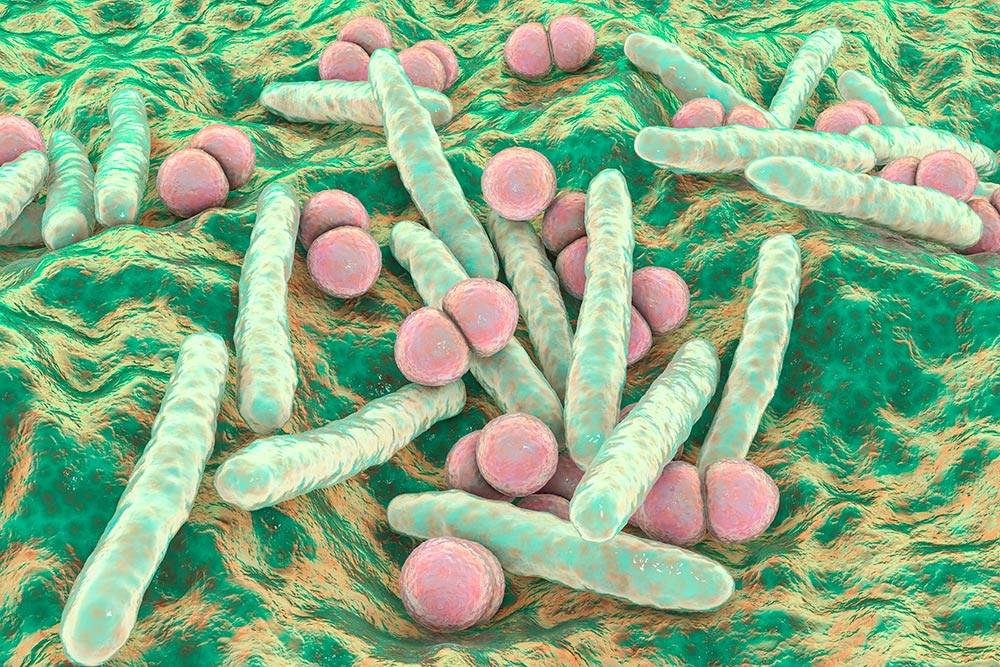 Красивые зеленые палочки — бактерия туберкулеза в&nbsp;большом увеличении. Точно такая&nbsp;же поселилась в&nbsp;моих легких. Источник: Kateryna&nbsp;Kon / Shutterstock