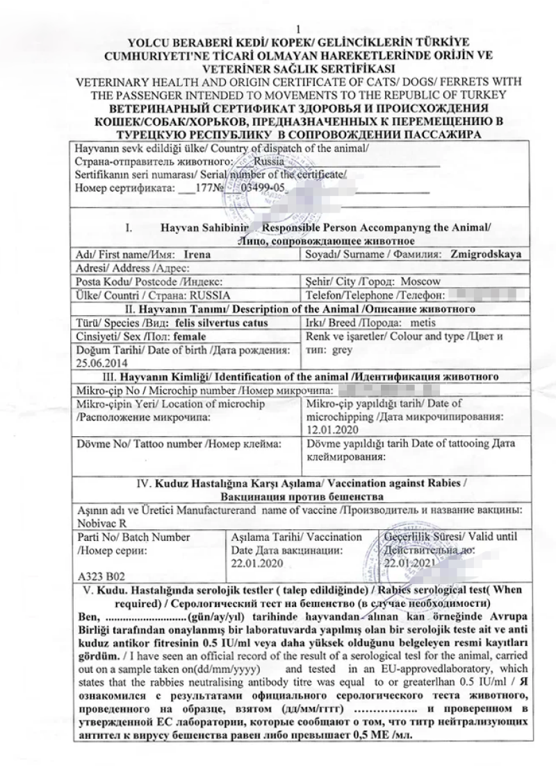 Какие документы нужны для перевозки кота в самолете и как путешествовать с котом и не сойти с ума