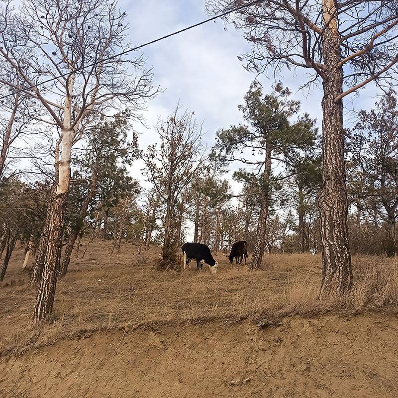 На склонах гор у озера пасутся коровы. Склоны достаточно крутые, но местные животные, видимо, уже привыкли к такому рельефу. Сын радуется коровам — видит их третий раз в жизни