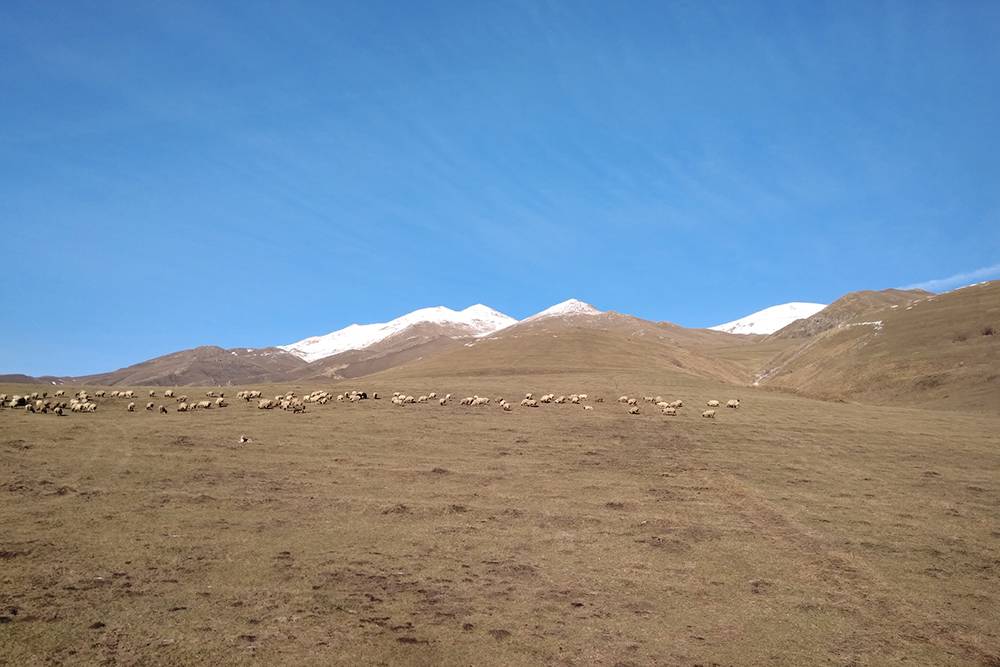 В горах Армении из окна автомобиля мы видели отары овец и стада коров