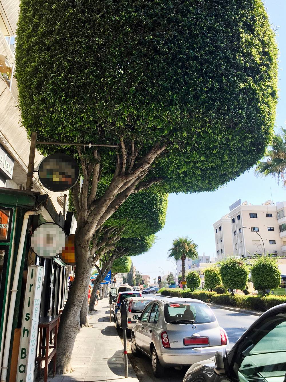 Такие деревья растут по всему Кипру. Помню, как я восторгалась ими в первое время. До сих пор нравятся, особенно когда их кроны делают в форме колец