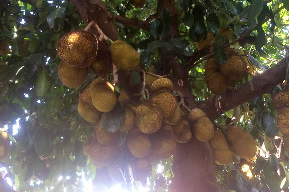 Прямо на улицах города можно было встретить необычный бразильский фрукт. Это жака, или&nbsp;джекфрут