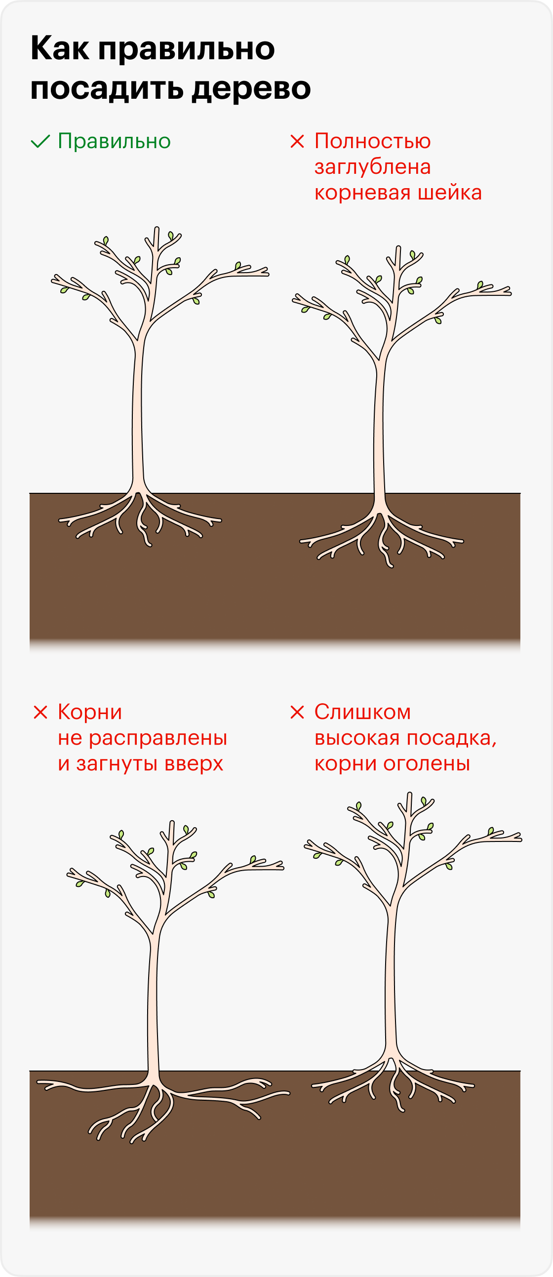 Как посадить дерево в городе: что лучше сажать и когда